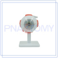 PNT-0661 Venta caliente ampliada modelo de ojo humano